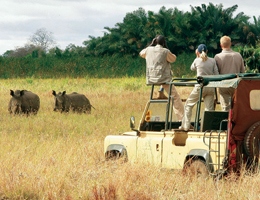 Kenyan Safari